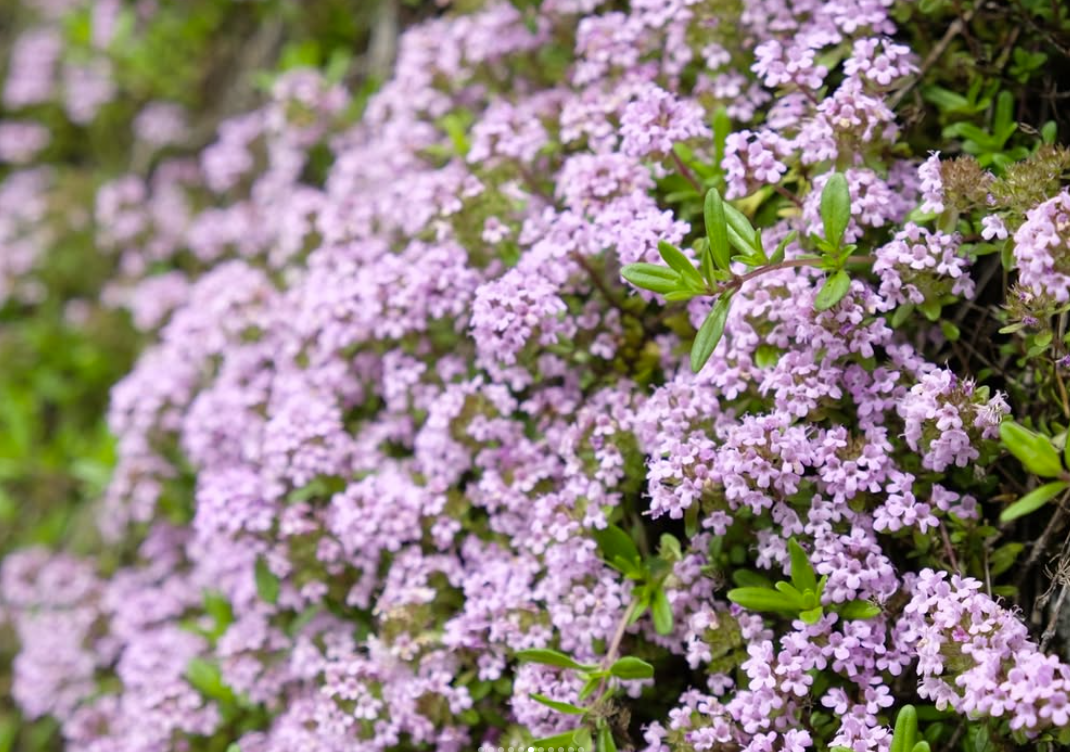 6月11日　峠の三十三観音コース