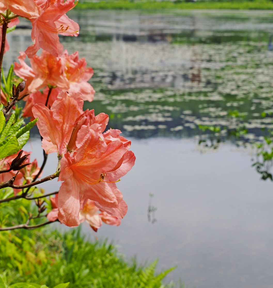 6月12日　蓮池の様子