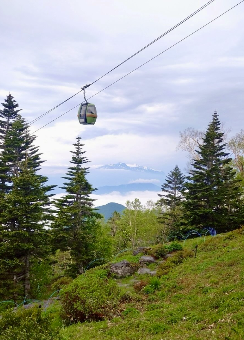 6月14日　東館山高山植物園