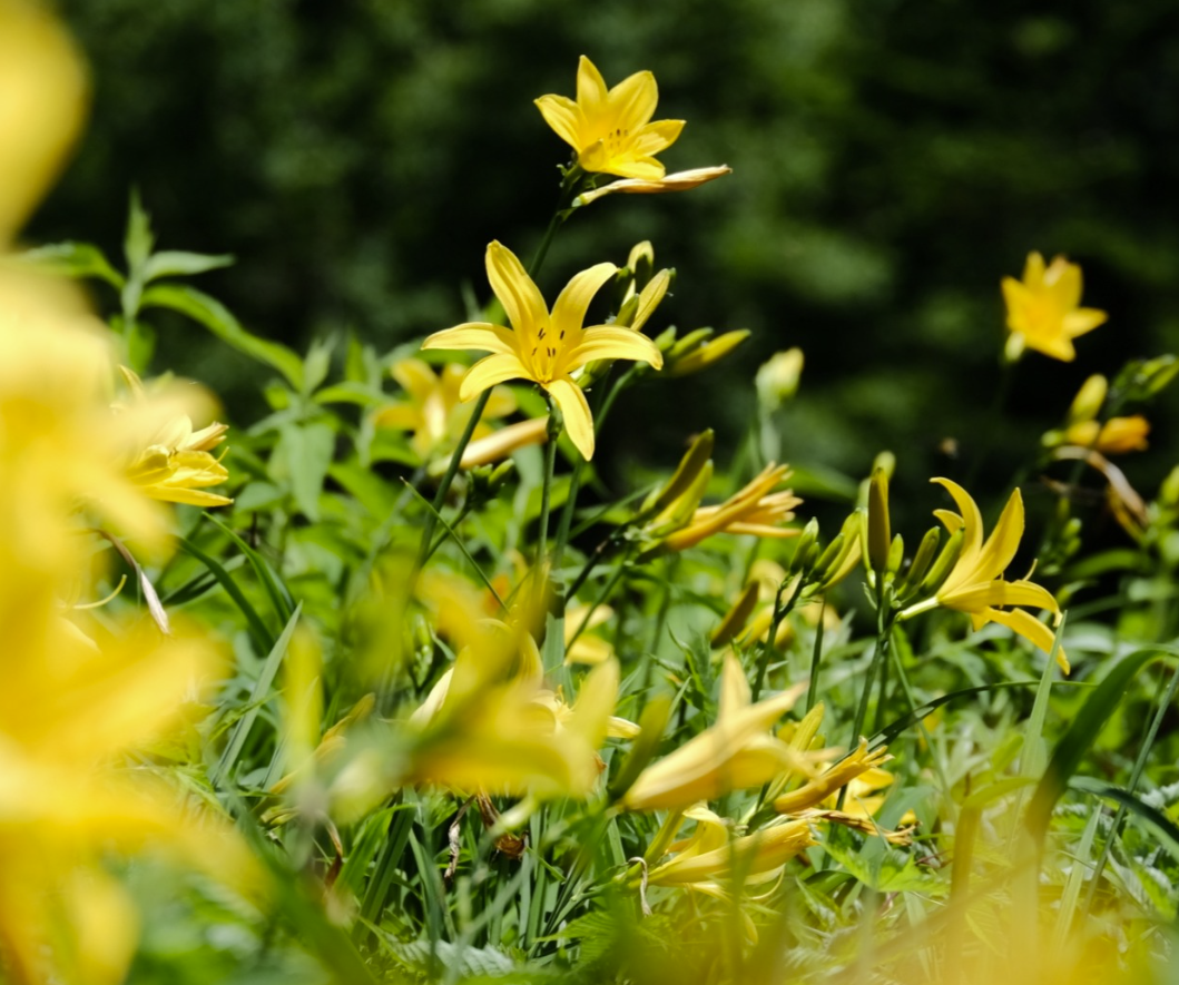 7/20東館山高山植物園