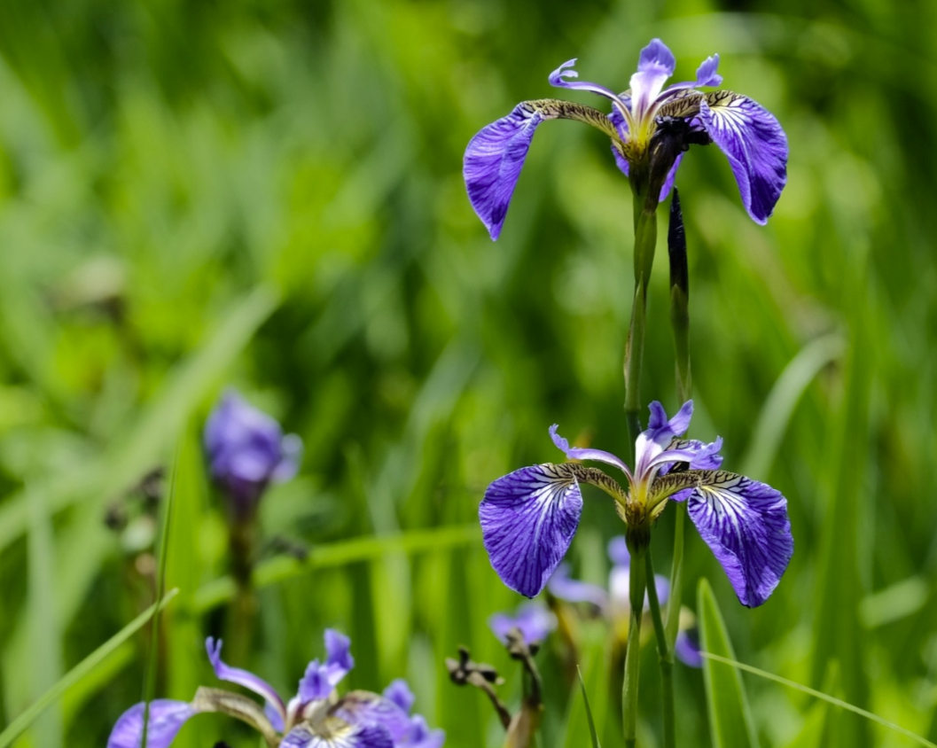 みんなでつくる志賀高原図鑑