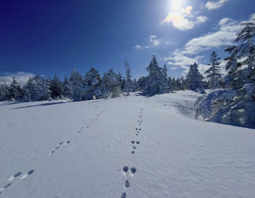 1/31先週のスノーシューガイドレポート/Last Week’s Snowshoe Tour Digest